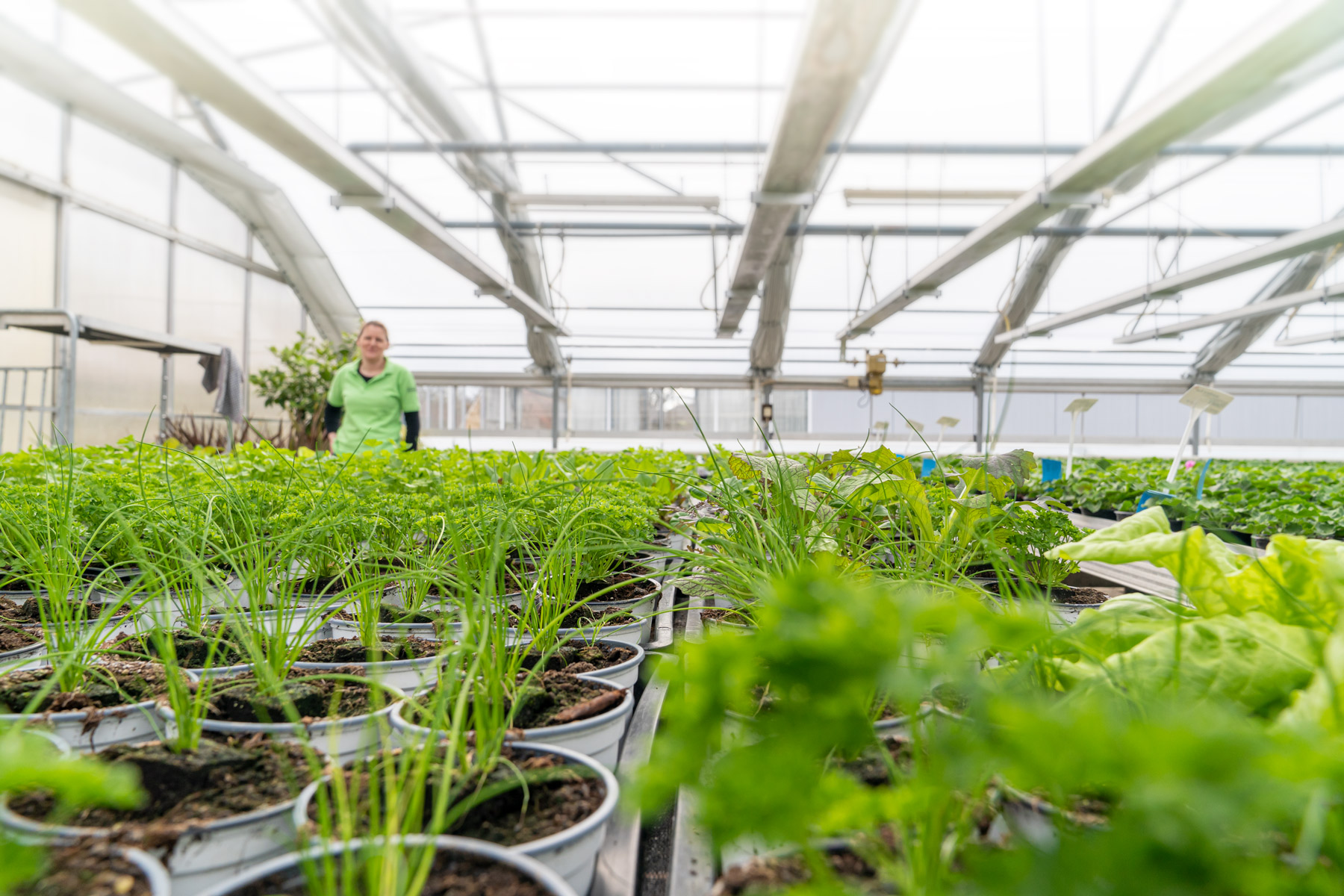 DSC06117_Kraeuteranbau_Gewaechshaus_1800x1200